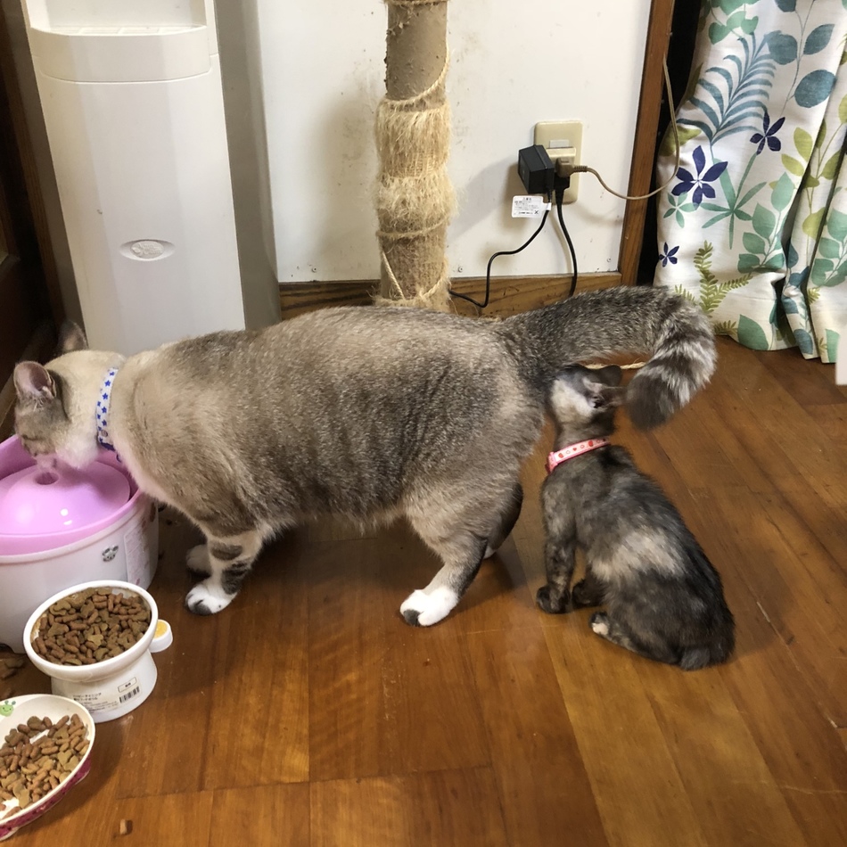 リンのカバー写真