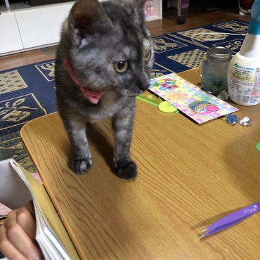 (●`ω´●)