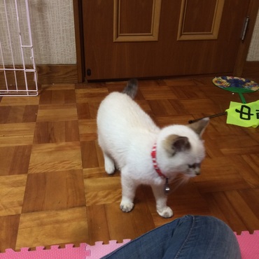まだ白かった頃( ᐢ˙꒳​˙ᐢ )