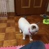 まだ白かった頃( ᐢ˙꒳​˙ᐢ )