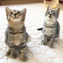 仔猫里親募集中