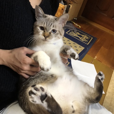 お腹たぽんたぽん(*ﾉω・*)ﾃﾍ