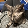 ママのお腹が1番ﾆｬｯ(ฅ´ω` )♡