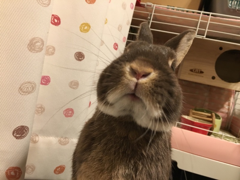 ネザーランドドワーフ う 兵庫県 小動物の里親募集 ペットのおうち 月間利用者150万人