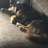 愛犬のかいちゃん