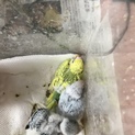 セキセイインコのヒナが生まれました