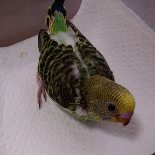 セキセイインコ　雛　ノーマル　