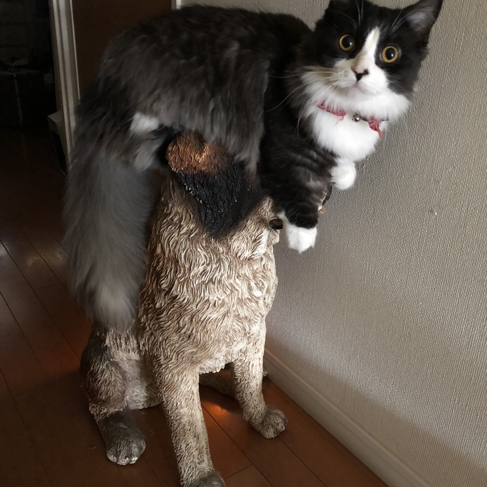 うずらのカバー写真