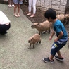 わんわんdog