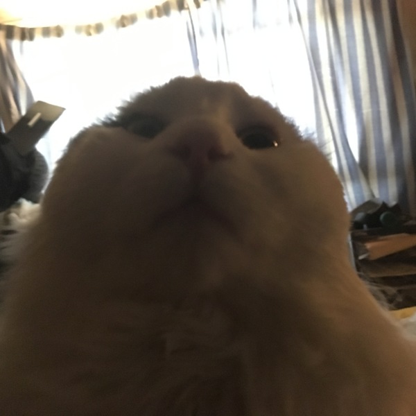 シュレム