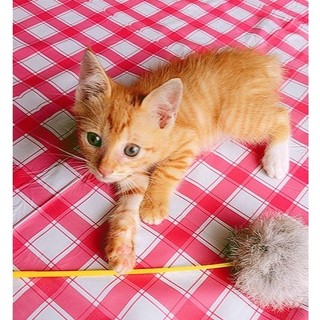 【里親様が見つかりました】可愛い子猫です