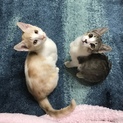 人が大好き！元気な兄妹ネコちゃん！