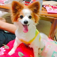 ゆず