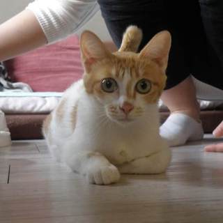 人間大好き！ゴロゴロすりすり茶白女子のパンちゃん