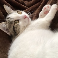 ハチ