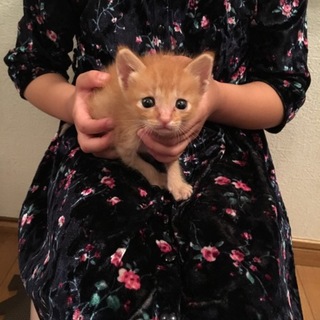 子猫ちゃんもらって下さい
