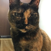 クロエ