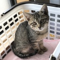 ゴロゴロスリスリ撫でられるのが大好きな子猫