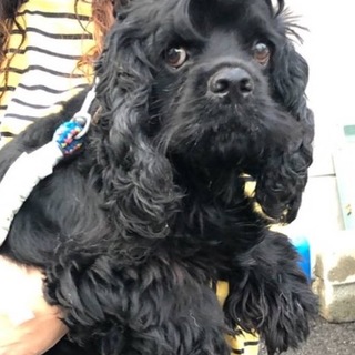【応募あり一旦中止】大人しいコッカーmix犬