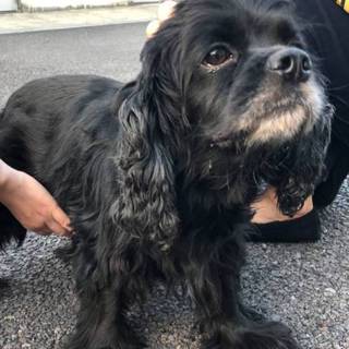 【一旦中止】懐っこいコッカーmixです！