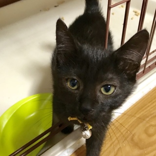 公園で鳴いていた黒猫子猫(メス)