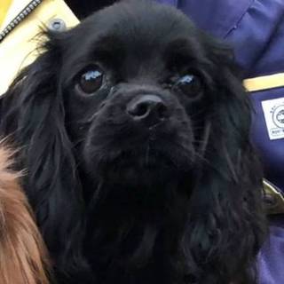 【応募多数一旦中止】お転婆なコッカーmixです！