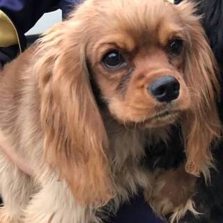 【一旦中止】甘えん坊のコッカーmixです！