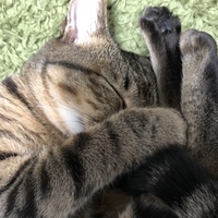 リボン