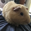 モルモットの里親募集です！