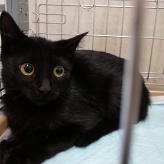 赤茶色の毛並みの仔猫ちゃん