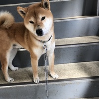 ちびた