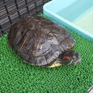 ミシシッピアカミミガメ