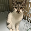 甘えん坊の子猫☆かおりちゃん