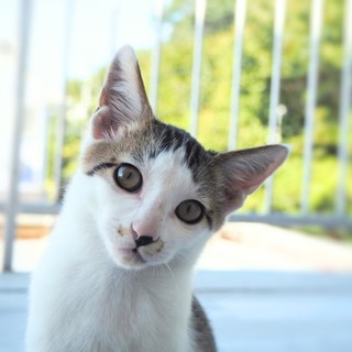 ◎ミー◎甘えん坊のキジ白