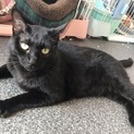 撫でられるのが大好き★黒猫のルイくん