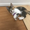 縞三毛の子猫☆杏ちゃん