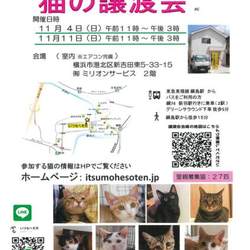 いつもへそ天 猫の譲渡会