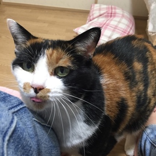 ツンデレちゃんです