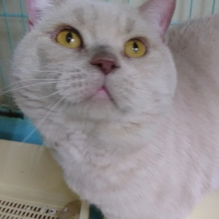 ブリティッシュS★さぶ★男の子・６歳