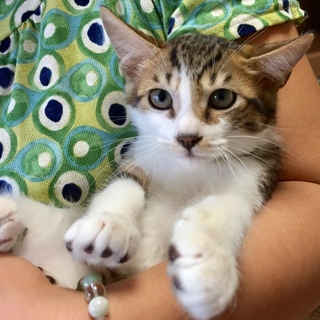 一時募集停止 3ヶ月半の男の子