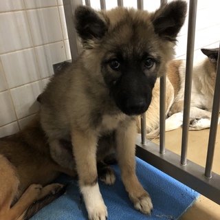 緊急。10.22朝まで。ふわもこ男の子です。