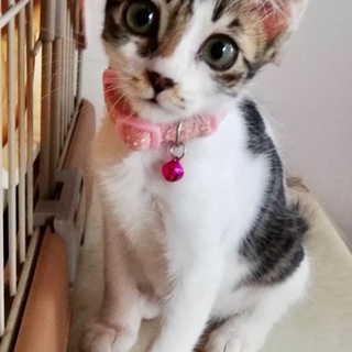 一時募集停止 3ヶ月半の中毛の可愛い女の子