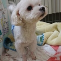 飼育放棄のマルチーズ  
