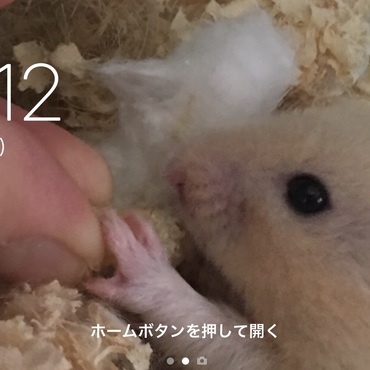 の写真