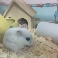 shiro