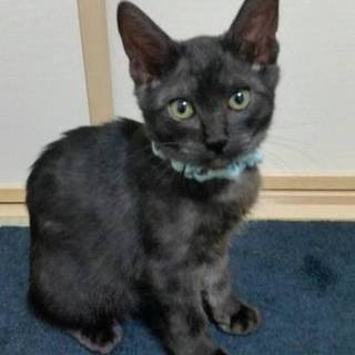 里親さん決定しました。ありがとうございます。