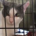 多頭飼育崩壊からのレスキュー、ちゅうボスです。
