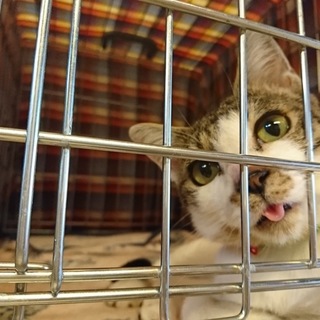多頭飼育崩壊からのレスキュー、サスケ。