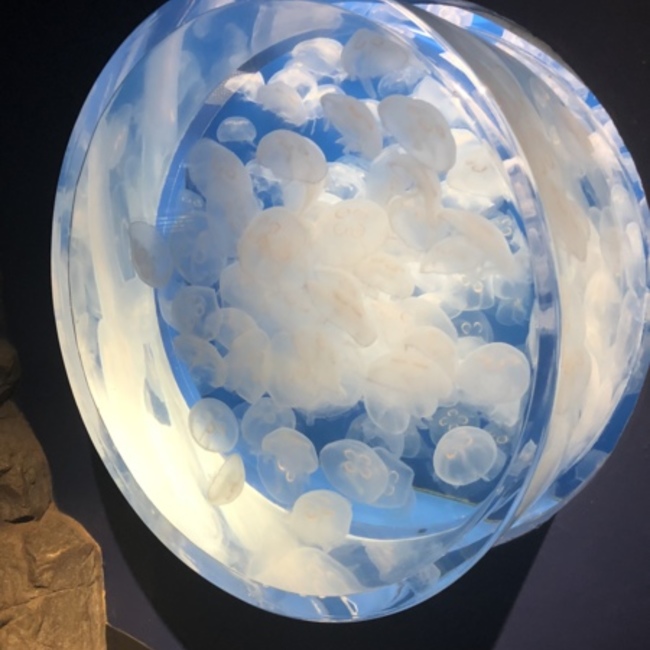 むくなんのカバー写真