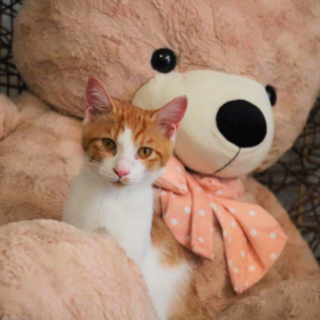 天真爛漫なぽんちゃん